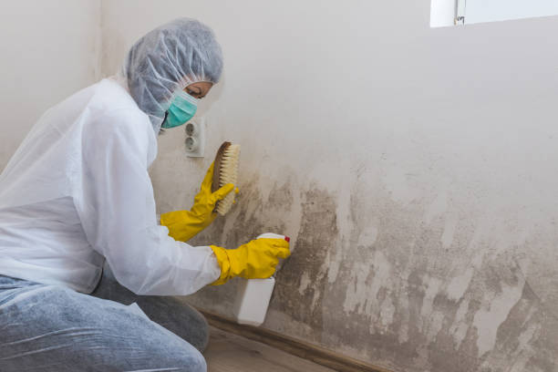 Best Commercial Mold Inspection  in Sierra Ridge, CO